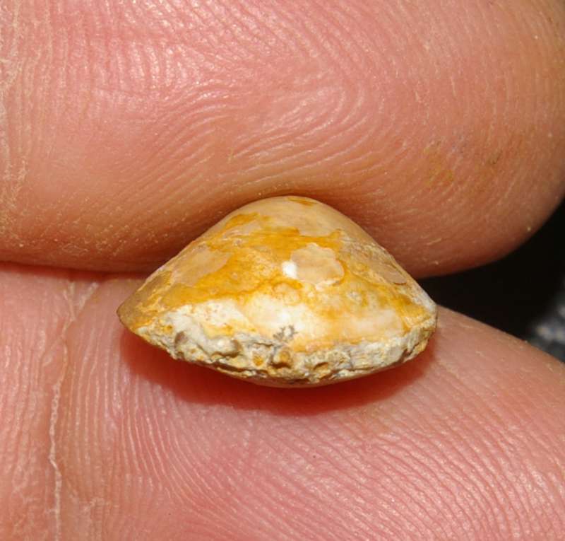Waldheimia emarginata