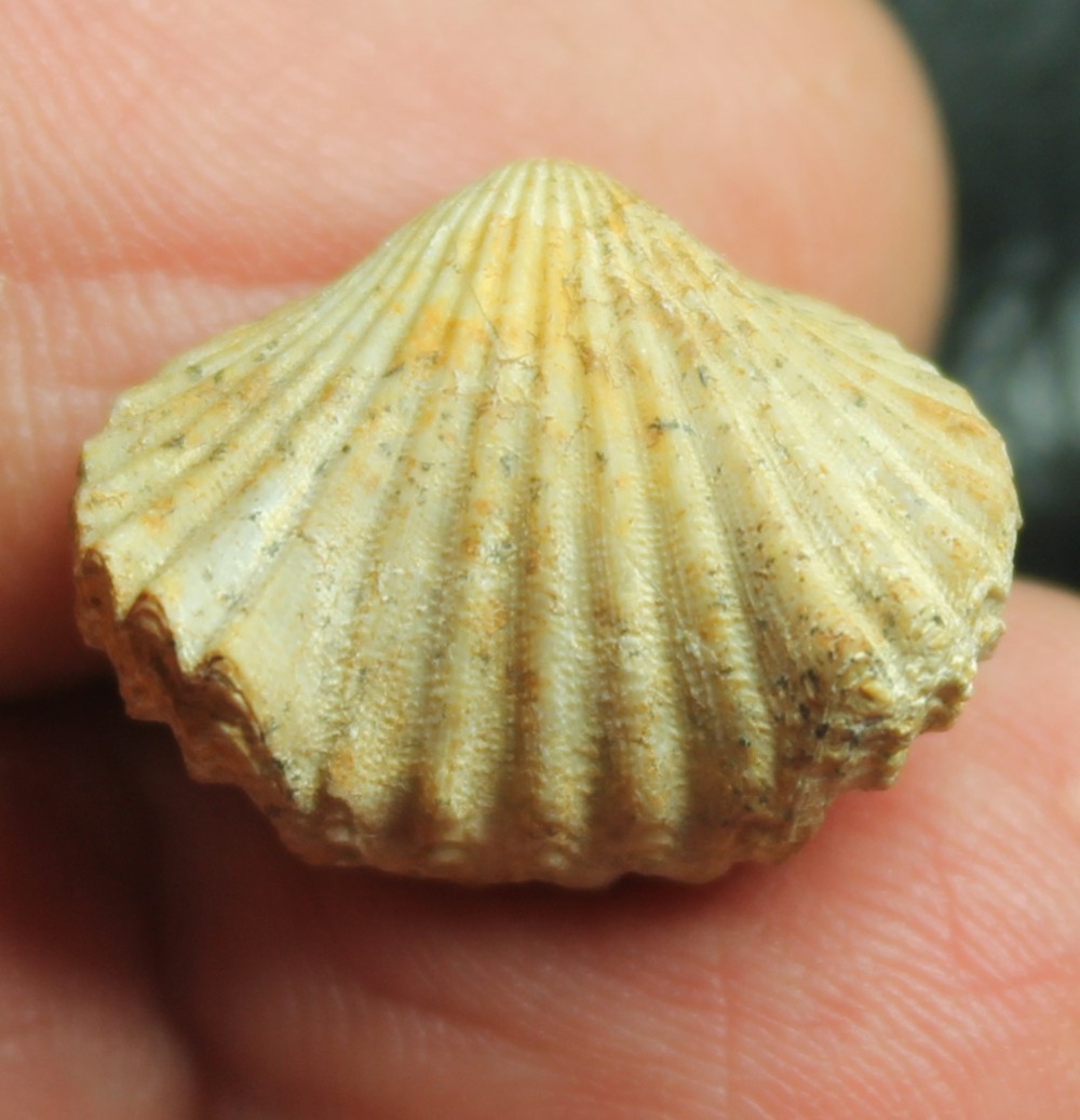  Rhynchonella pulchra 