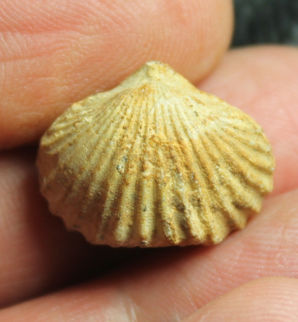  Rhynchonella pulchra
