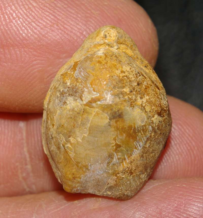 Terebratula balinensis