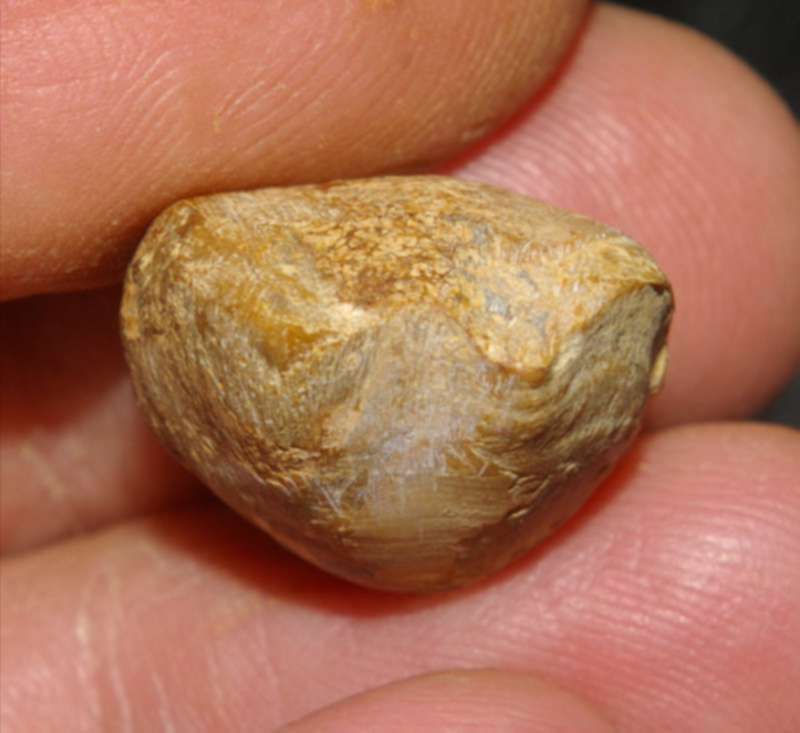  Terebratula balinensis