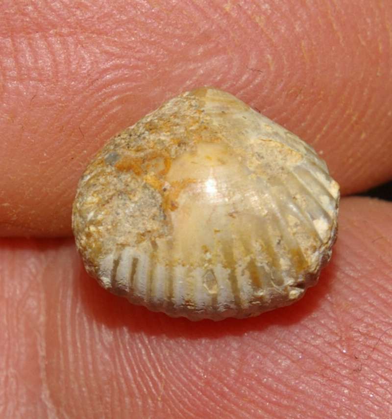  Rhynchonella concinna