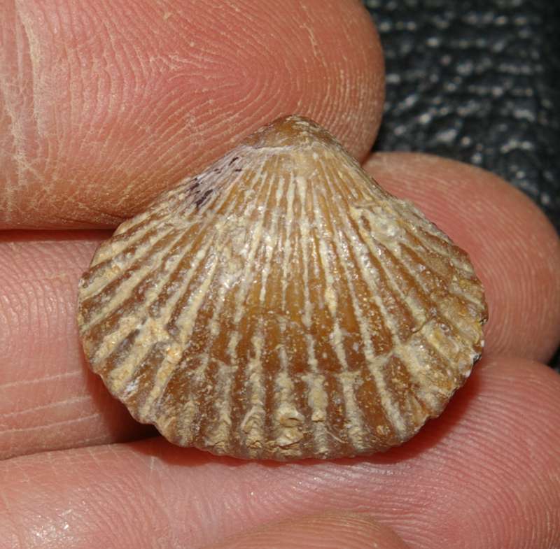 Septaliphoria pinguis