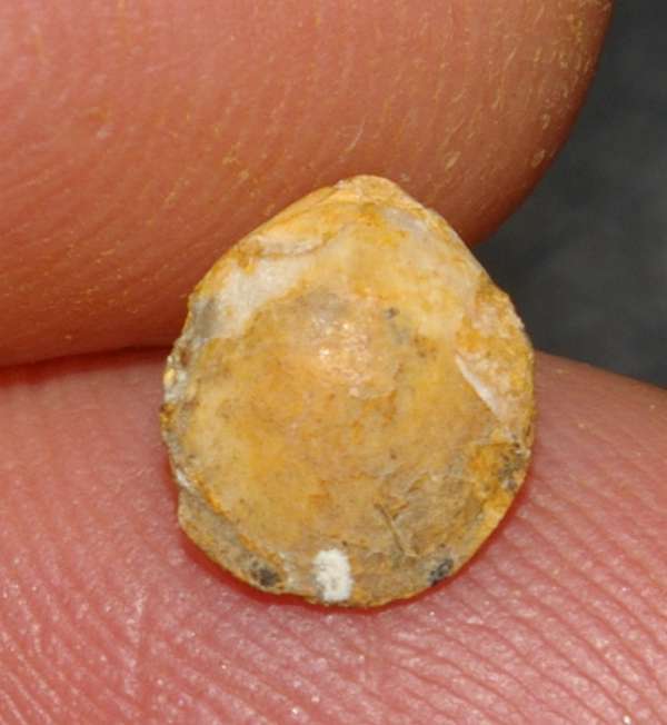 Balin Oolithe brachiopod