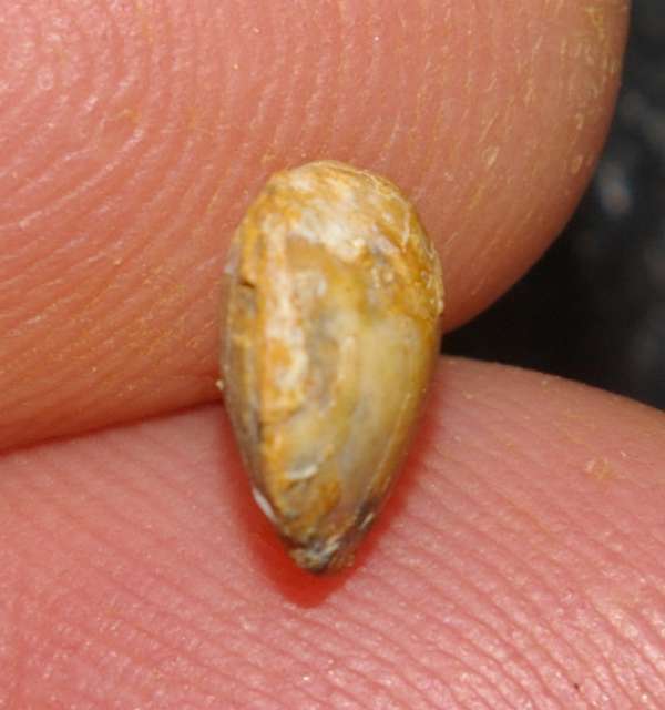  Balin Oolithe brachiopods