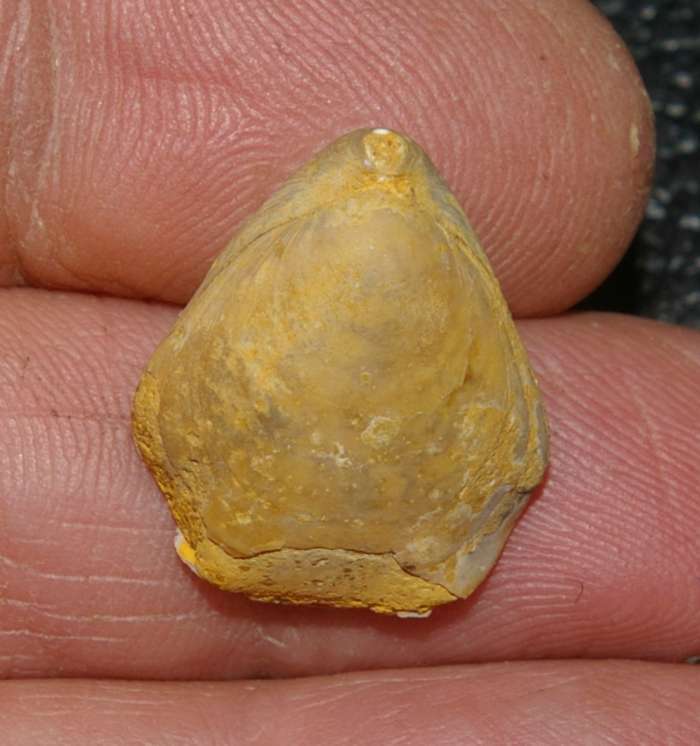  Morrisithyris aargauensis