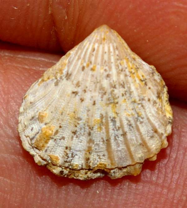Rhynchonella palma