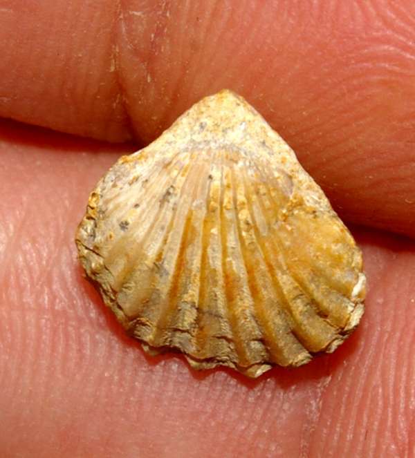  Rhynchonella palma