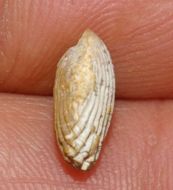  Rhynchonella palma
