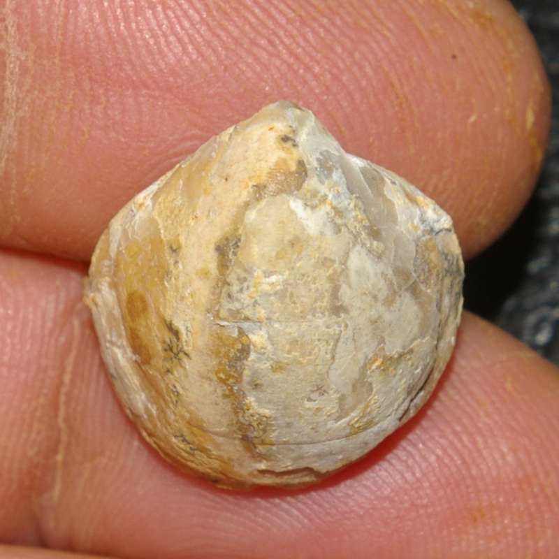  Waldheimia haueri
