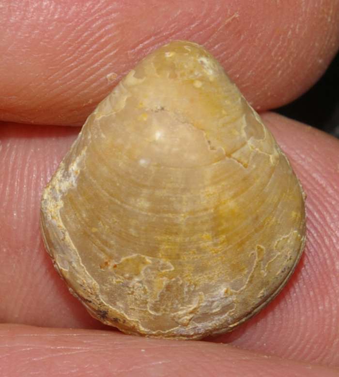  Waldheimia emarginata