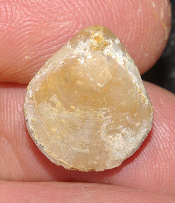  Waldheimia emarginata