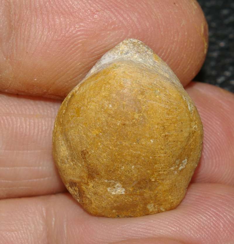  Terebratula