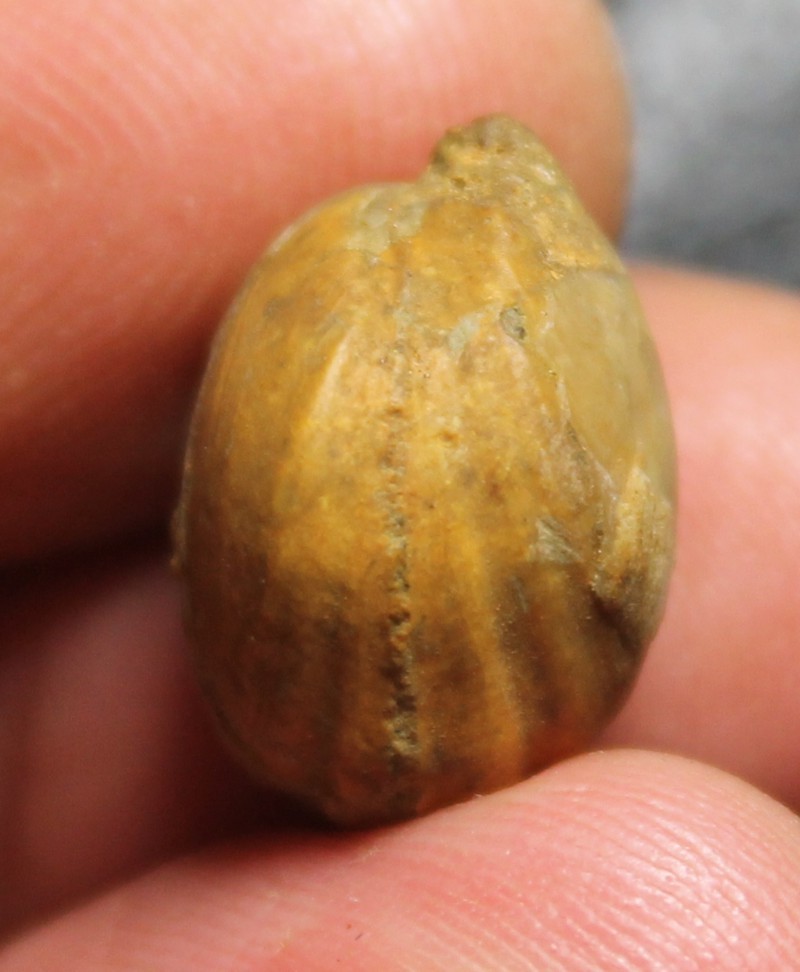  Waldheimia biappendiculata