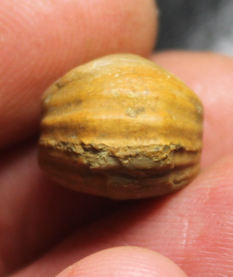  Waldheimia biappendiculata