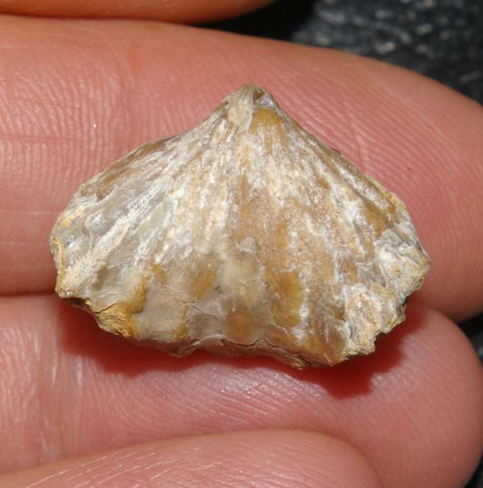  Rhynchonella dumortieri