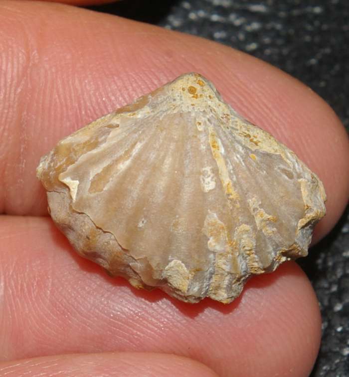  Rhynchonella dumortieri