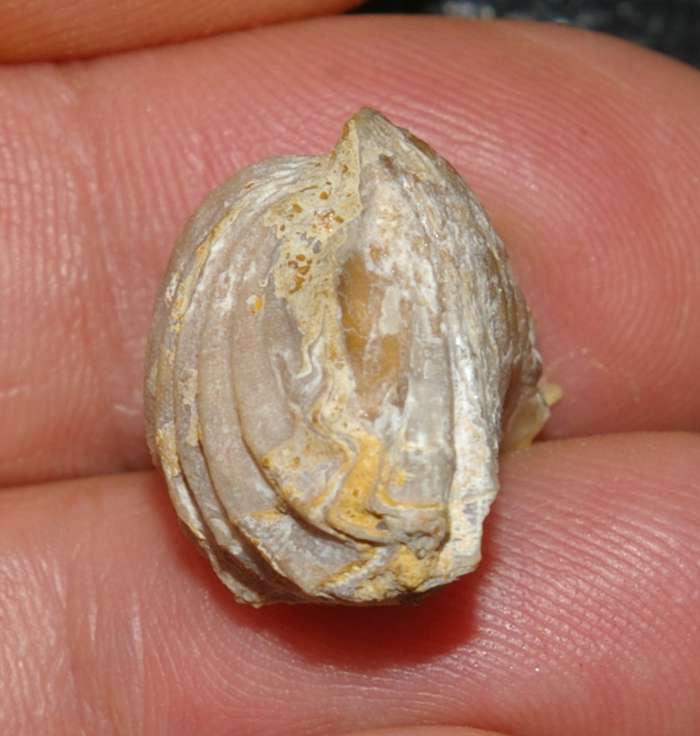  Rhynchonella dumortieri