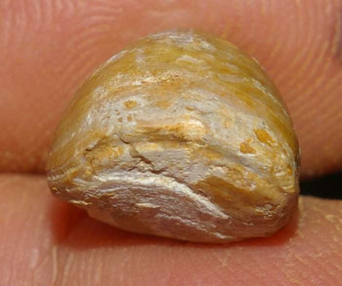  Waldheimia pala 