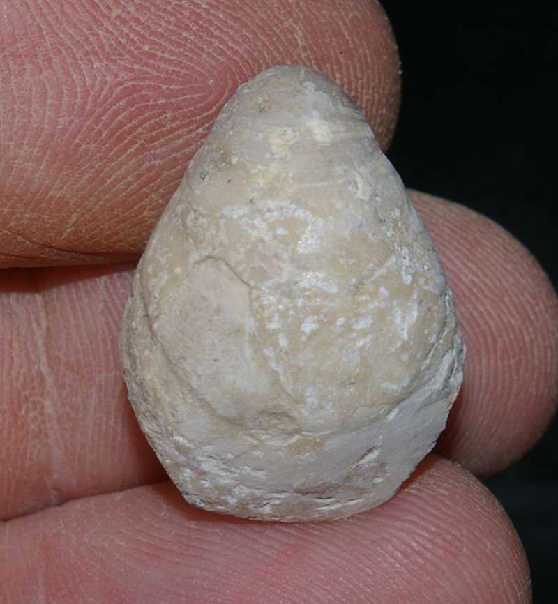 Fossilien Brachiopoden