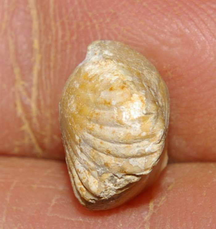  Rhynchonella sublacunosa
