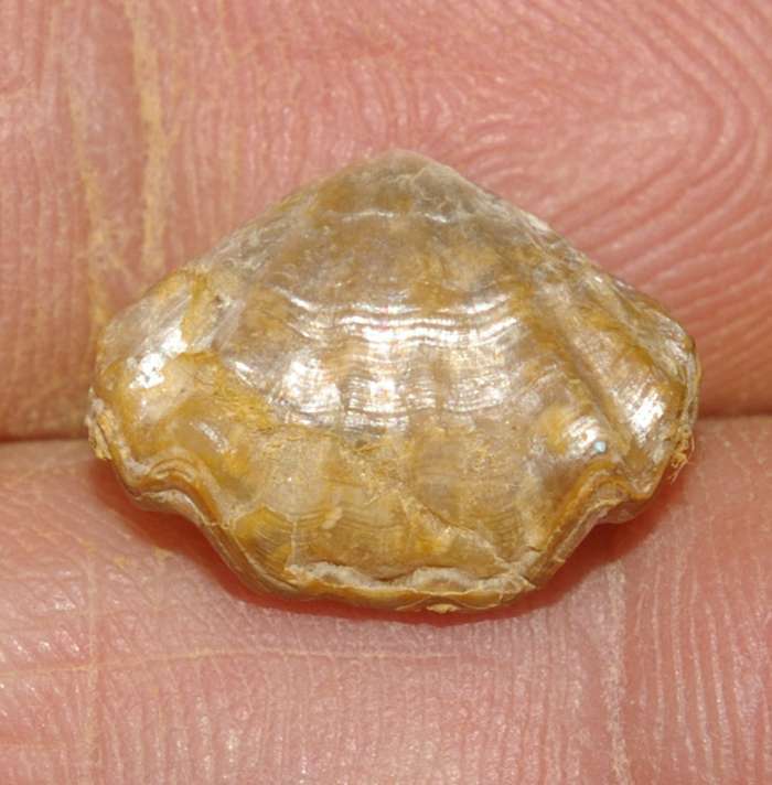  Rhynchonella oppeli