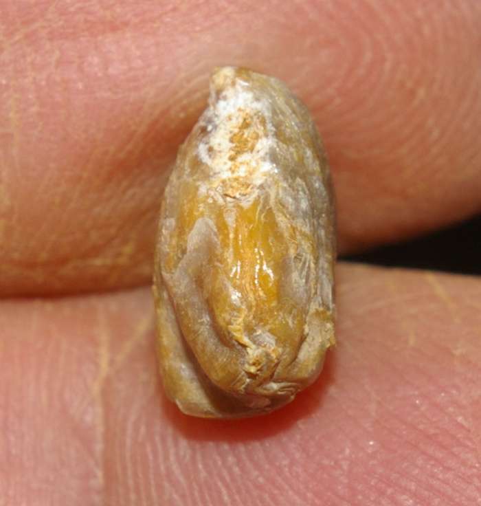  Rhynchonella oppeli