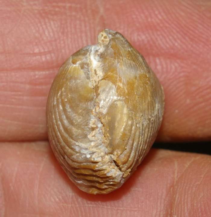  Rhynchonella plicatella