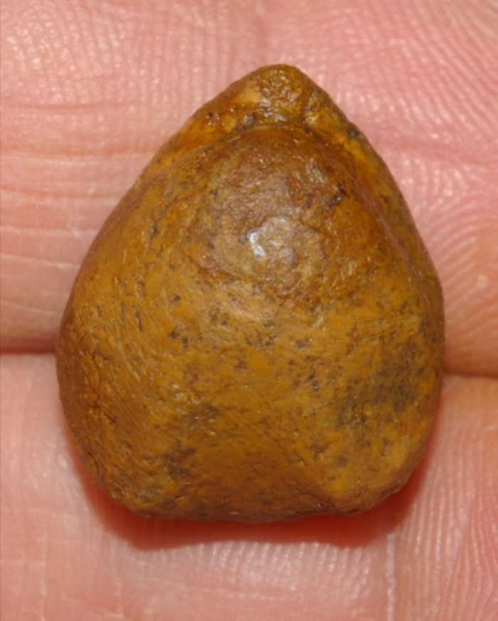  Terebratula