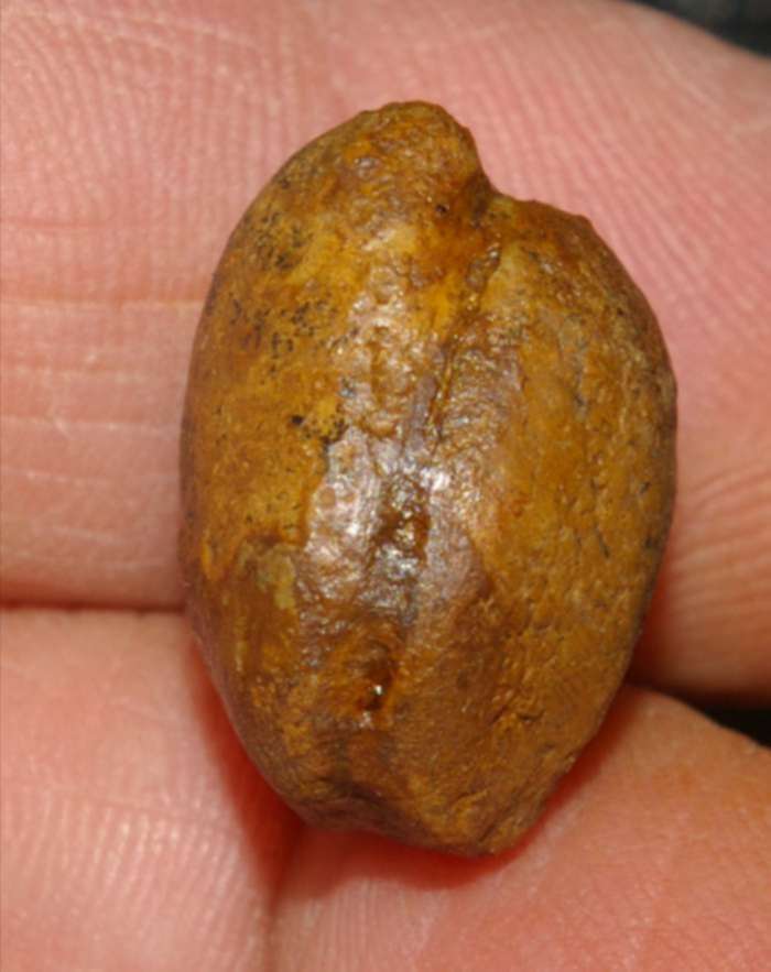  Terebratula