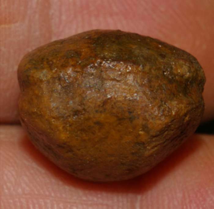  Terebratula