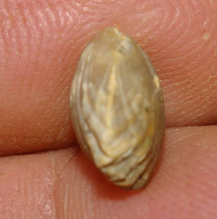  Rhynchonella subtilis