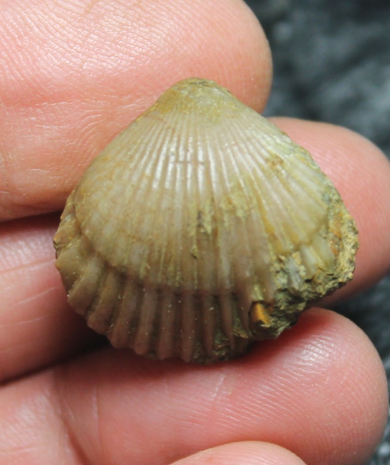  Rhynchonella