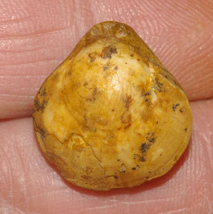 Terebratula fleischeri
