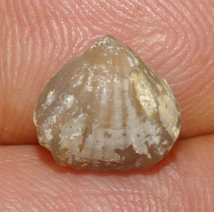 Rhynchonella balinensis