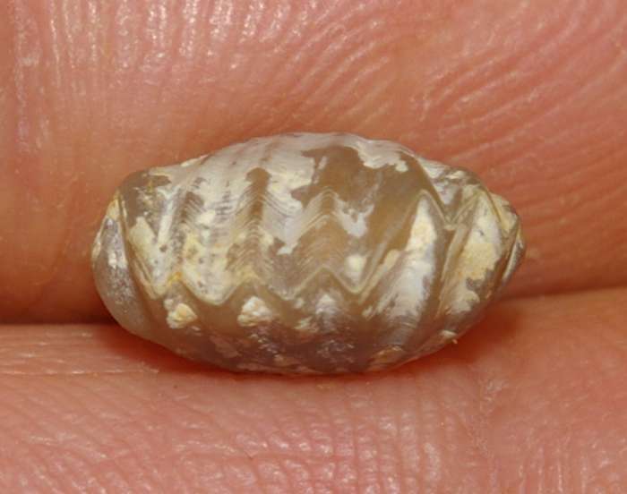 Rhynchonella balinensis