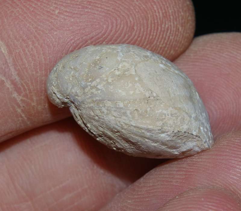 Fossilien Brachiopoden