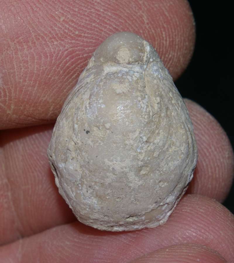Fossilien Brachiopoden