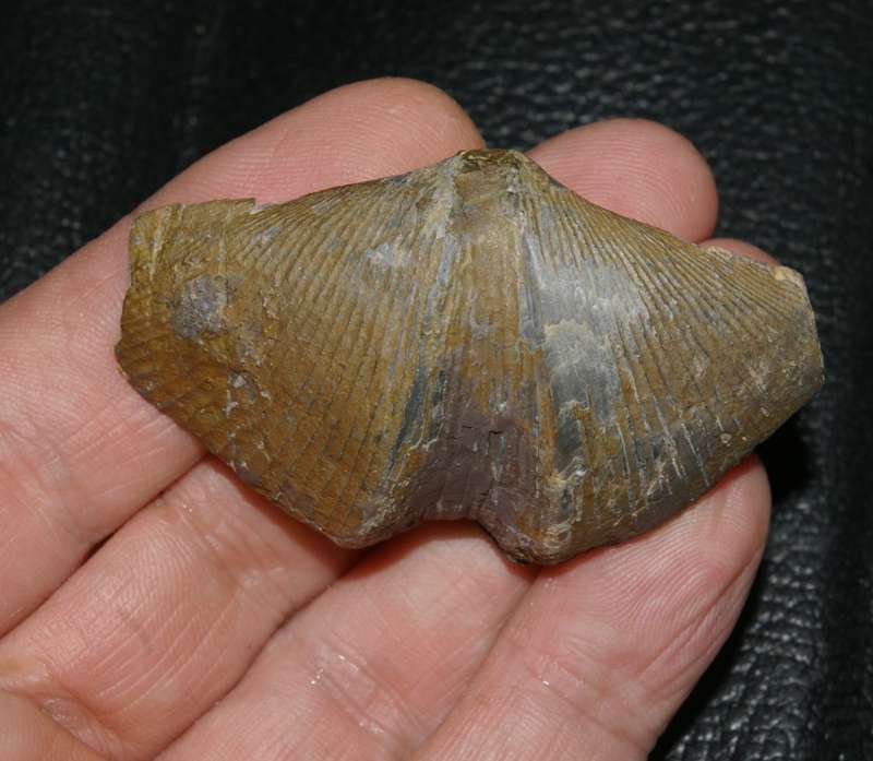 Cyrtospirifer grabaui