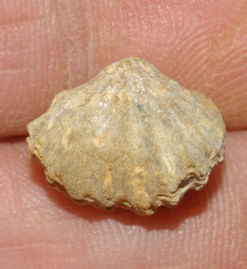 Rhynchonella acuticosta