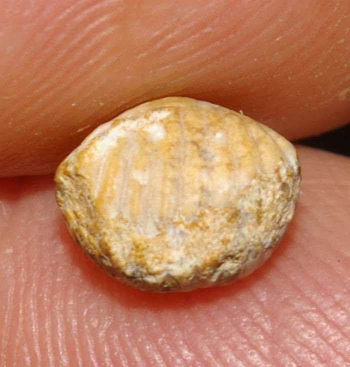 Rhynchonella 