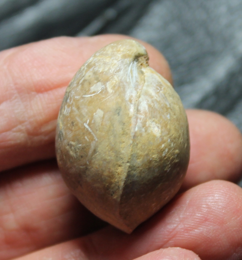  Sphaeroidothyris sphaeroidalis