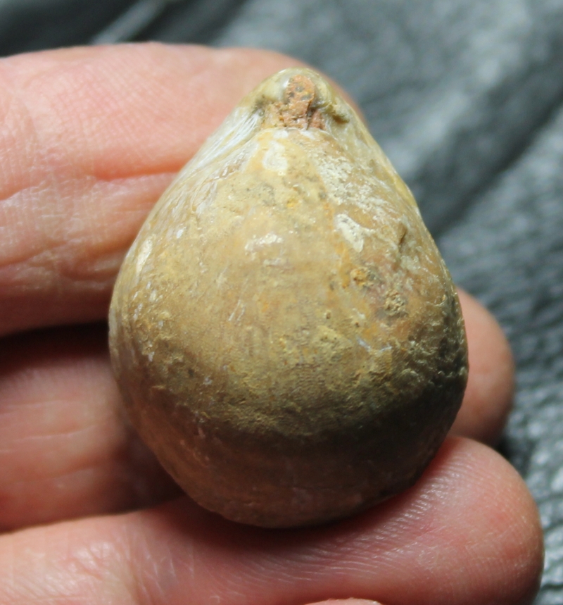  Sphaeroidothyris sphaeroidalis