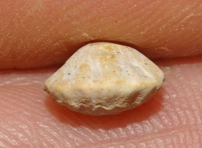  Rhynchonella perdix