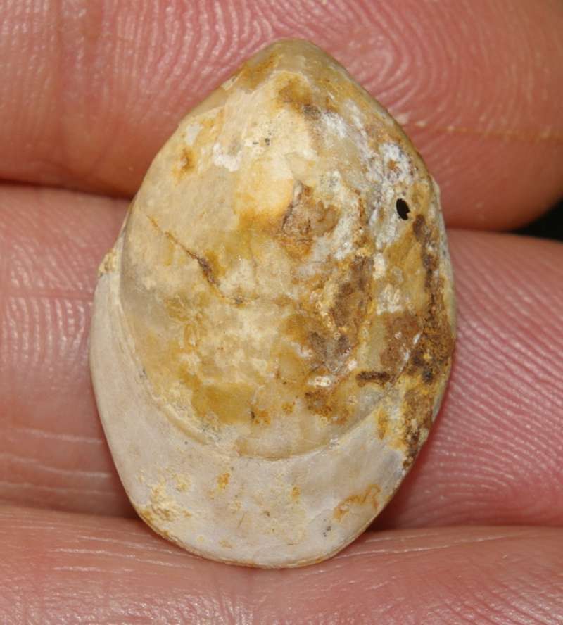  Waldheimia subcensoriensis