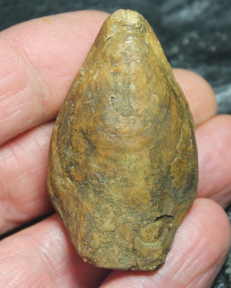  Terebratula phillipsii