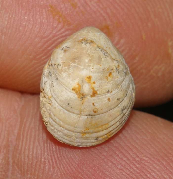  Callovian Terebratula sp
