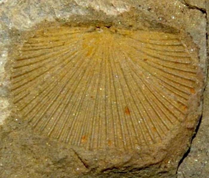 Iridistrophia praeumracula