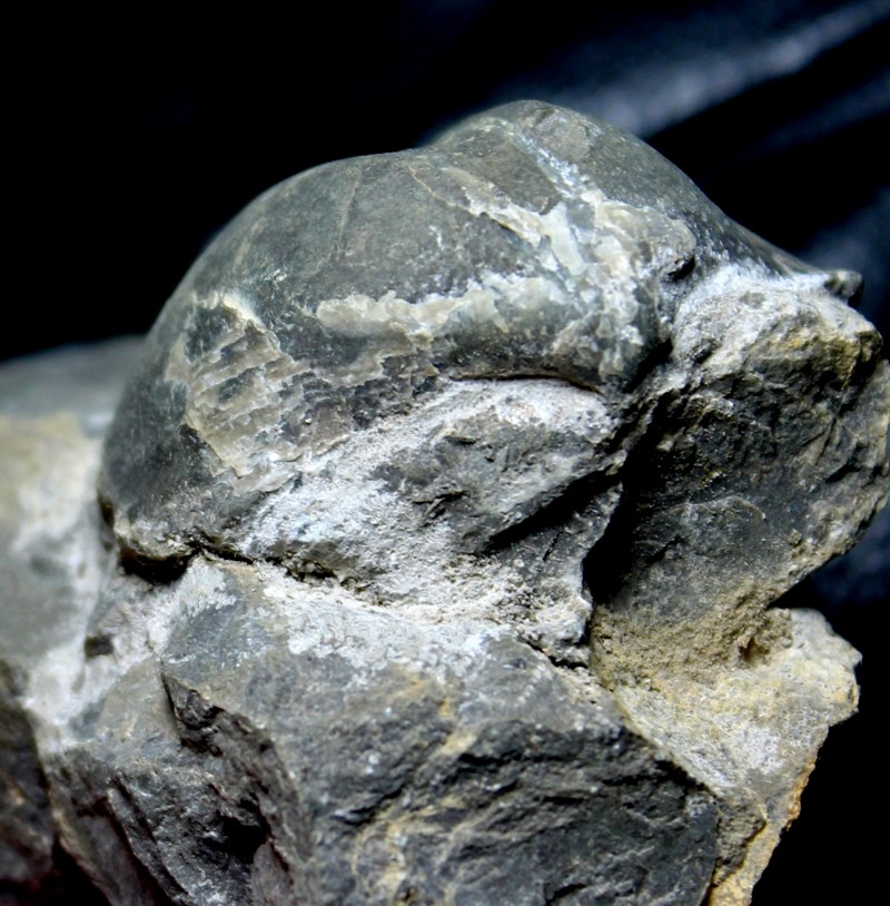 Cyrtospirifer bisellatus