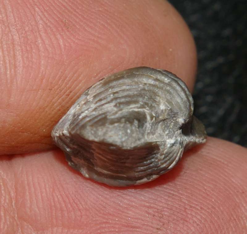 Eleutherokomma zarecznyi